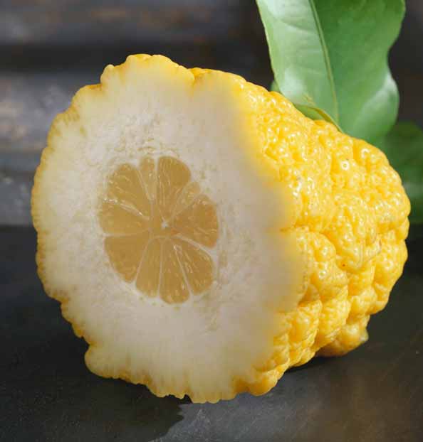 Citron fruct