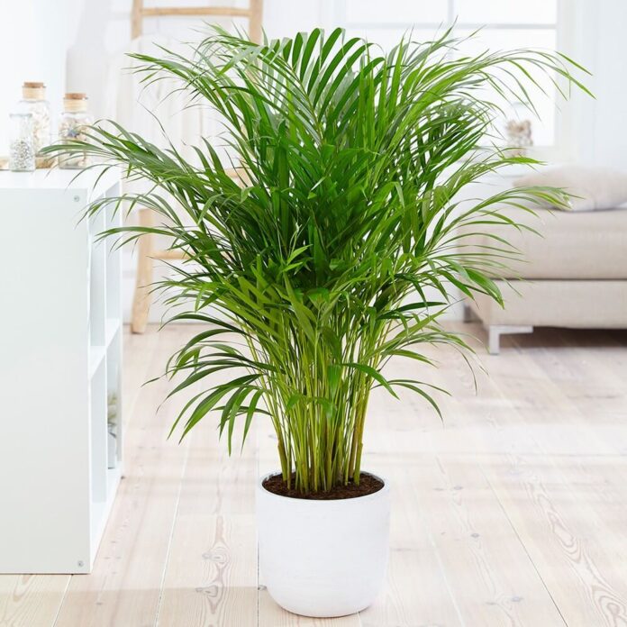 palmier areca - plante care purifica aerul