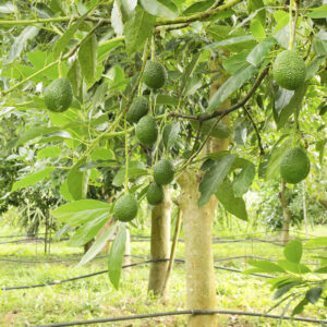 arbori avocado cu fructe
